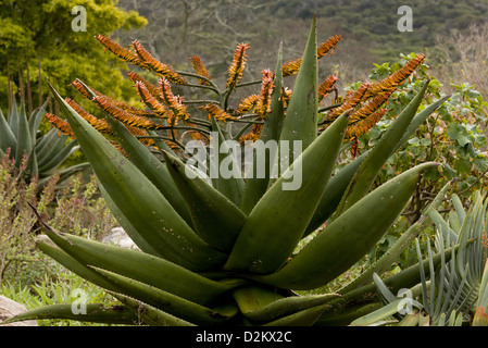 Mountain Aloe (Aloe marlothii) in scrub, South Africa Stock Photo