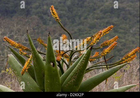 Mountain Aloe (Aloe marlothii) in scrub, South Africa Stock Photo