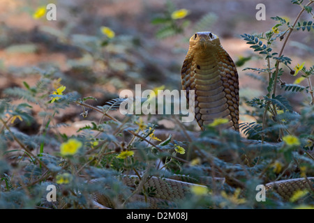 Cape cobra, yellow cobra (Naja nivea), threatening gesture, South Africa, Kalahari, Kgalagadi Transfrontier Park Stock Photo