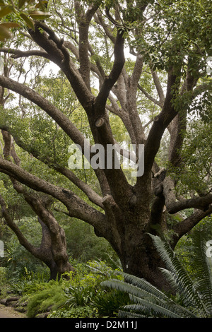 Camphor Laurel tree (Cinnamomum camphora), source of spice, South Africa Stock Photo