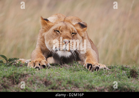 Lion stretching, Masai Mara, Kenya Loewe lion Panthera leo Stock Photo