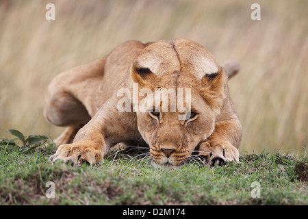 Lion stretching, Masai Mara, Kenya Loewe lion Panthera leo Stock Photo