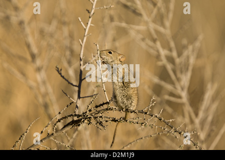 Four-striped grass mouse (Rhabdomys pumilio) in the Kalahari desert, South Africa Stock Photo