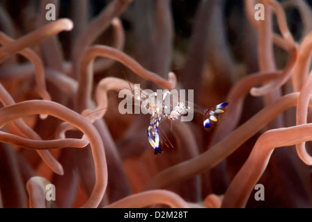 Commensal Shrimp Periclimenes sp Loloata in  Anemone, Port Moresby, Central Provence, Papua New Guinea, Coral Sea, Pacific Ocean Stock Photo