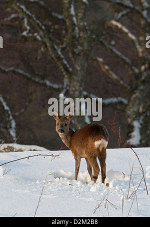 Roe Deer foraging after winter snow fall. SCO 8908 Stock Photo