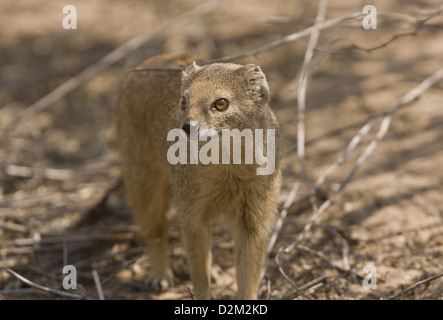 Yellow Mongoose (Cynictis penicillata) hunting in daytime, Kalahari desert, South Africa Stock Photo