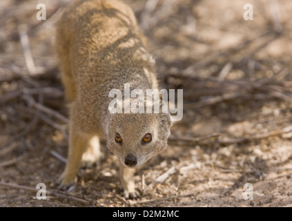 Yellow Mongoose (Cynictis penicillata) hunting in daytime, Kalahari desert, South Africa Stock Photo