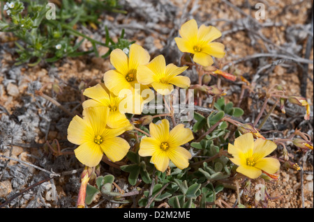 Vinagrillo (Oxalis sp.) Las Lomitas Park National Pan de Azucar Atacama El Norte Chico Chile South America Stock Photo