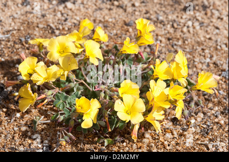 Vinagrillo (Oxalis sp.) Las Lomitas Park National Pan de Azucar Atacama El Norte Chico Chile South America Stock Photo