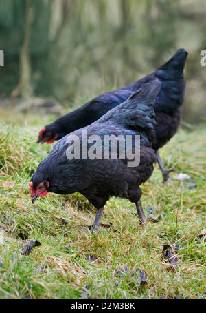 A pair of young, black rock chickens pecking in grass, showing pretty blue tinge to feathers as they bend down. Stock Photo