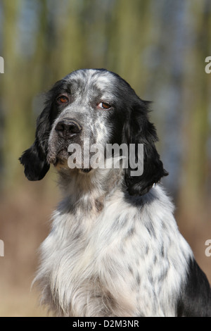 Dog English Setter  adult (blue Belton) portrait Stock Photo