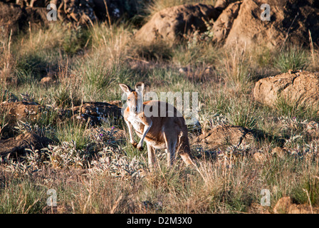 Kangaroo in the Outback Stock Photo