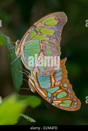 Mating Malachite butterflies Stock Photo