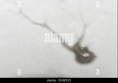 clear patterns in ice contrast with surrounding frozen pond surface, caused by warmer water and methane gas surfacing Stock Photo