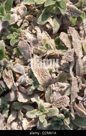 Lamb's ear or lamb tongue plant after new growth in spring showing fine surface covered in fluff hairs Stock Photo