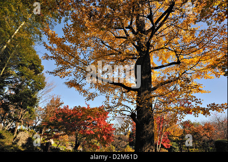trees in brilliant autumn colours in Rikugien Park in central Tokyo, Japan Stock Photo