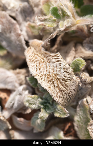 Lamb's ear or lamb tongue plant after new growth in spring showing fine surface covered in fluff hairs Stock Photo