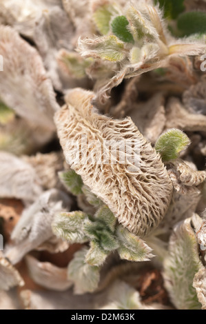 Lamb's ear or lamb tongue plant after new growth in spring showing fine surface covered in fluff hairs Stock Photo