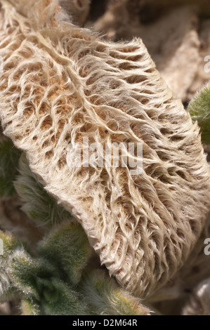 Lamb's ear or lamb tongue plant after new growth in spring showing fine surface covered in fluff hairs Stock Photo