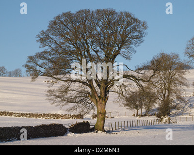 mature sycamore tree (Acer pseudoplatanus) in farming landscape in Cumbria UK stands majestic among snow covered wintry fields Stock Photo
