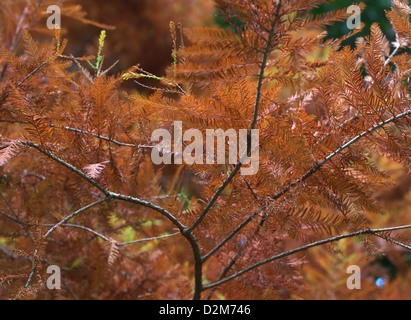 Golden hues of autumn in the trees of Fletcher Moss Park, Didsbury, Manchester Stock Photo