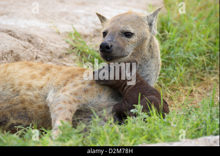 Spotted hyena with pup (Crocuta crocuta), Amboseli National Park, Kenya Stock Photo