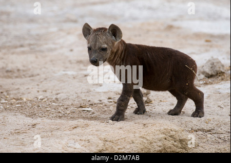 Spotted hyena pup (Crocuta crocuta), Amboseli National Park, Kenya Stock Photo