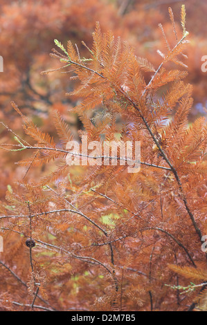 Golden hues of autumn in the trees of Fletcher Moss Park, Didsbury, Manchester Stock Photo