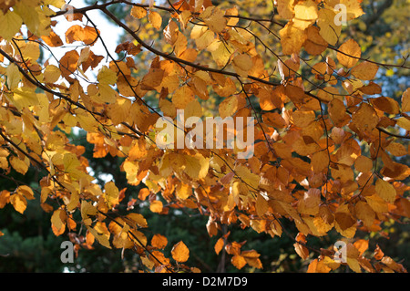 Golden hues of autumn in the trees of Fletcher Moss Park, Didsbury, Manchester Stock Photo