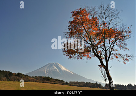 Fujiyama and maple tree Stock Photo - Alamy