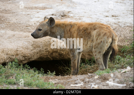Spotted hyena (Crocuta crocuta), Amboseli National Park, Kenya Stock Photo