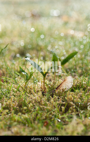 Sycomore Sprouts Sprout new growth of wind blown tree seed sycamore in morning dew ...