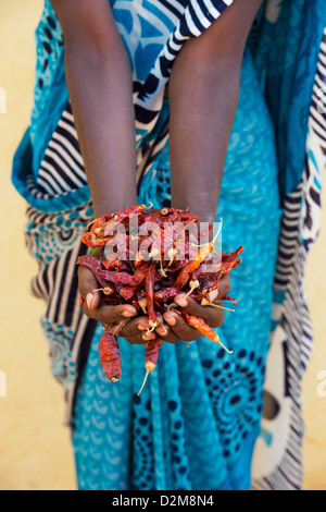 Rural Indian village woman holding Dried red chilies in her hands. Andhra Pradesh, India. Selective focus Stock Photo