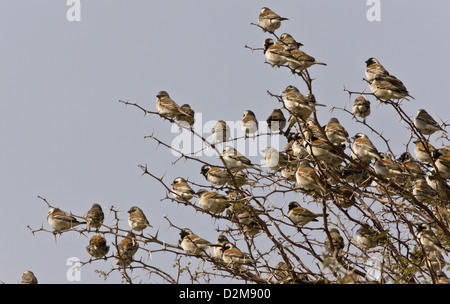 Flock of Cape Sparrows (Passer melanurus) perched in thorn bush, Kalahari desert, South Africa Stock Photo