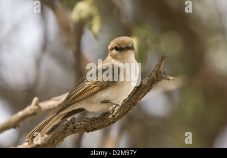 Marico Flycatcher (Bradornis mariquensis) perched on branch, Kalahari desert, South Africa Stock Photo