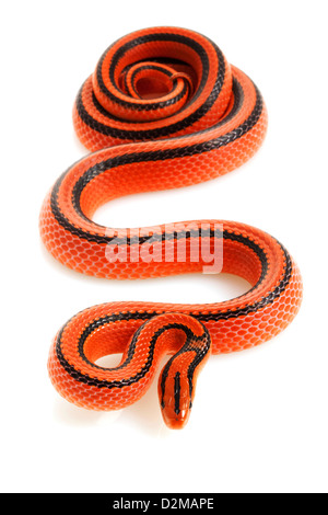 Thai Bamboo Ratsnake (Elaphe porphyracea coxi) isolated on white background. Stock Photo