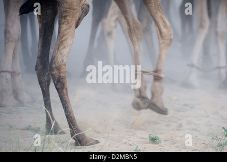 Camel walking with bound feet Stock Photo