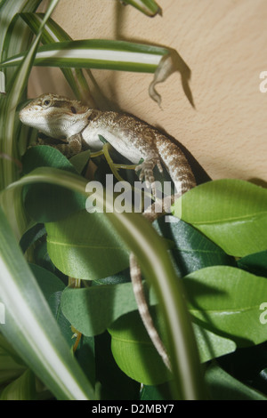 Inland or Central Bearded dragon amongst artificial ficus leaves Pogona vitticeps Stock Photo