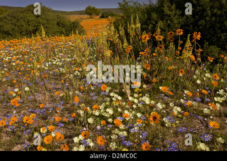 Mixed spring flowers, including the yellow spikes of Bulbine praemorsa in Skilpad Nature Reserve, Namaqua National Park, Africa. Stock Photo