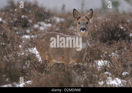 Roe deer with falling snow flakes Stock Photo