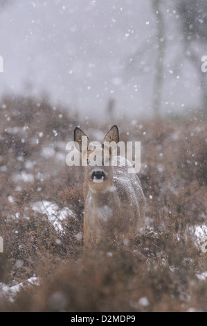 Roe deer with falling snow flakes Stock Photo