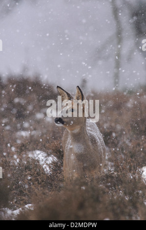 Roe deer with falling snow flakes Stock Photo