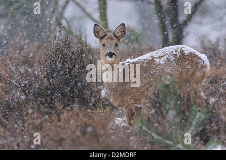 Roe deer with falling snow flakes Stock Photo