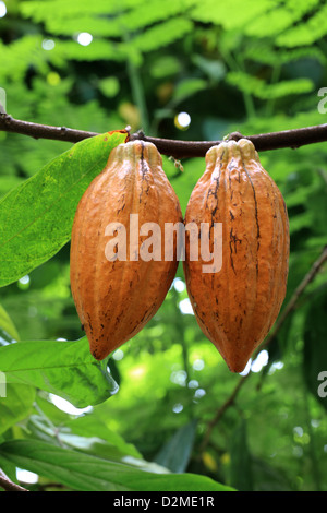 Seed Pods of a Cacao Tree or Cocoa Tree, Theobroma cacao 