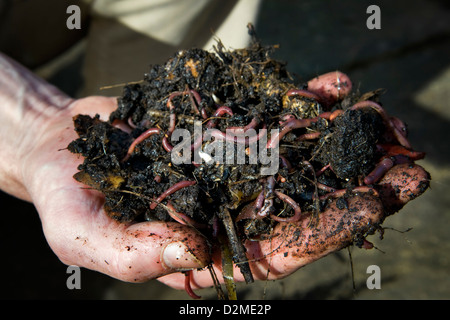 Close up of a mans hand holding earth worms in freshly dug soil from compost heap Stock Photo