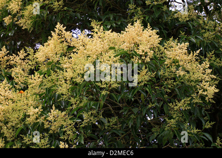 Chinese Privet, Chinese Wax Tree, Waxleaf Privet, Broad-leaf Privet, Shining-leaved Privet or Glossy Privet, Ligustrum lucidum. Stock Photo