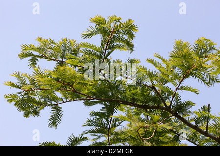 Dawn Redwood, Metasequoia glyptostroboides, Cupressaceae. West China. Stock Photo