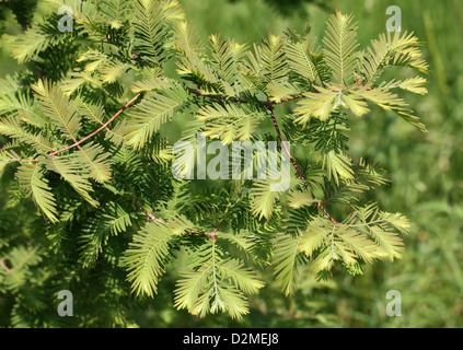 Dawn Redwood Metasequoia Glyptostroboides Stock Photo Alamy