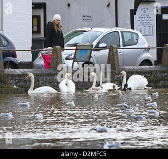 Godmanchester, Cambridgeshire, UK. 28th Jan, 2013.  A woman and child watch swans on what should be a green meadow in Godmanchester Cambridgeshire, after the River Great Ouse burst its banks.      Credit: Paul Marriott/Alamy Live News Stock Photo