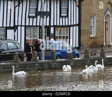 Godmanchester, Cambridgeshire, UK. 28th Jan, 2013.  A couple can take photos of swans in water at Godmanchester Cambridgeshire, without getting their feet wet  after the River Great Ouse burst its banks.      Credit: Paul Marriott/Alamy Live News Stock Photo